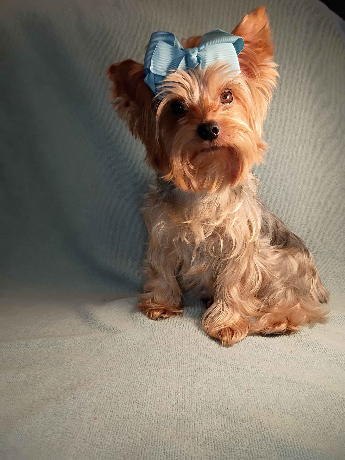 Yorkshire Terrier Puppies breeder image 1