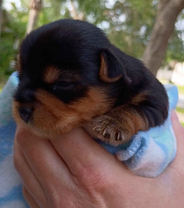 Yorkshire Terrier Puppies media 11