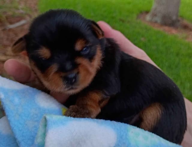 Yorkshire Terrier Puppies media 10