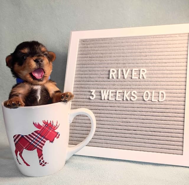 Yorkshire Terrier Puppies media 9