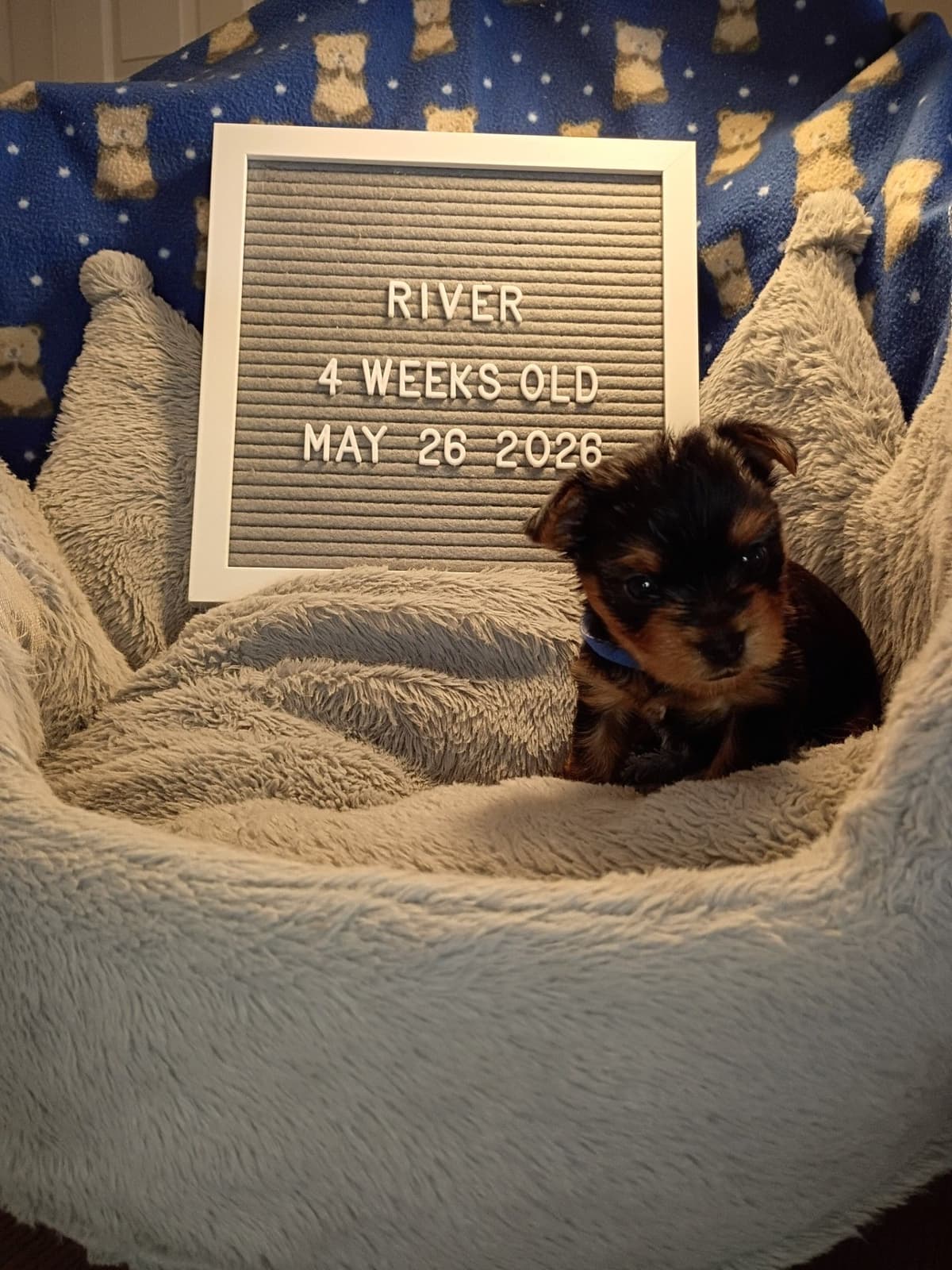 Yorkshire Terrier Puppies breeder image 8