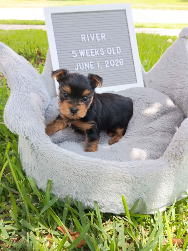 Yorkshire Terrier Puppies media 7