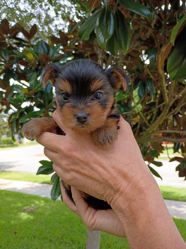 Yorkshire Terrier Puppies media 8