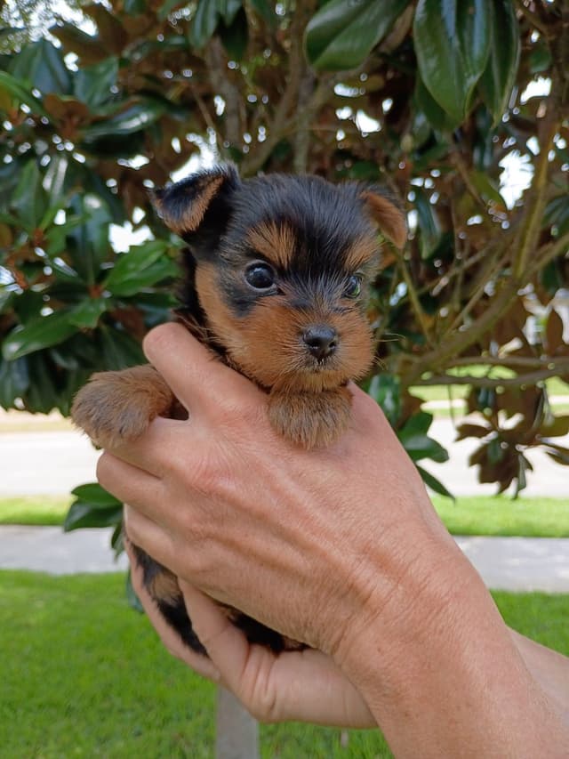 Yorkshire Terrier Puppies media 6