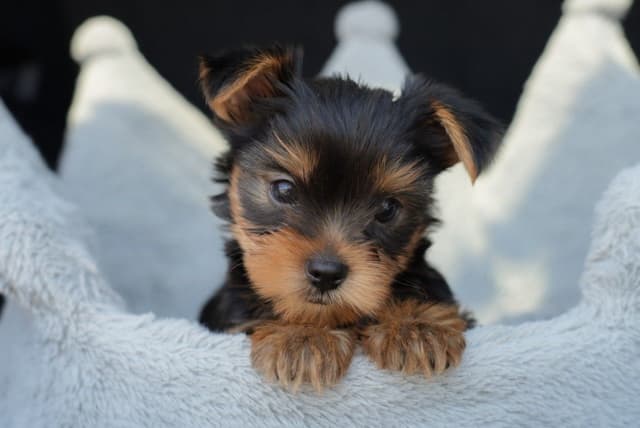 Yorkshire Terrier Puppies media 5
