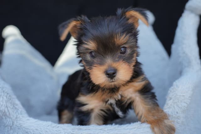 Yorkshire Terrier Puppies media 4