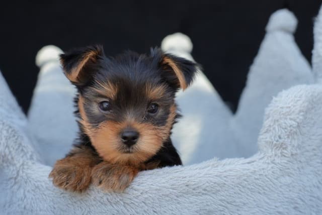 Yorkshire Terrier Puppies media 3