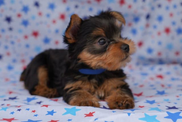 Yorkshire Terrier Puppies media 2