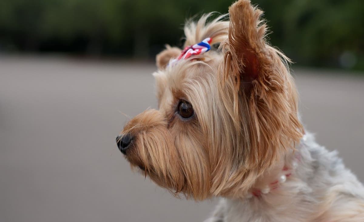 Yorkshire Terrier Puppies breeder image 9