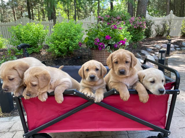 Labrador Retriever Puppies media 2
