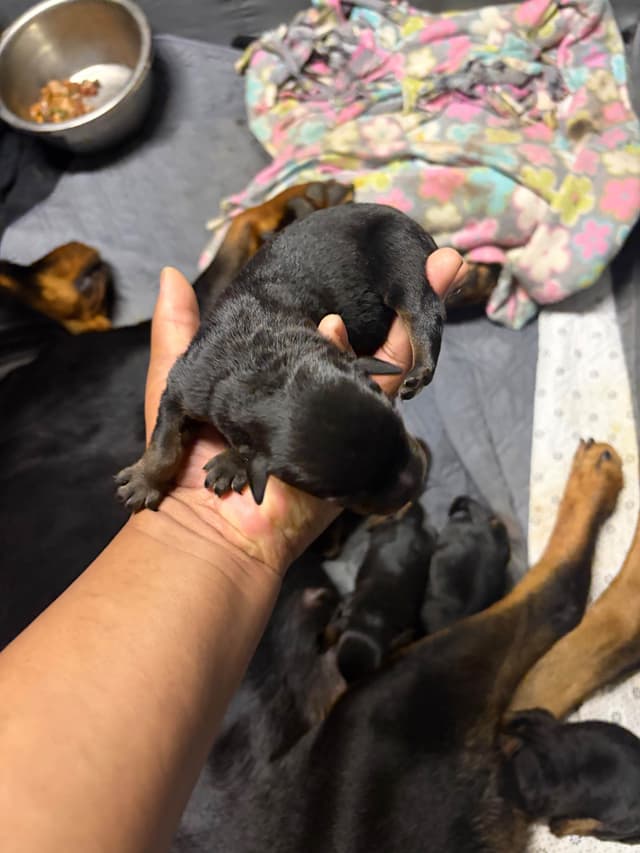 European Champion Rottweiler Puppies media 2