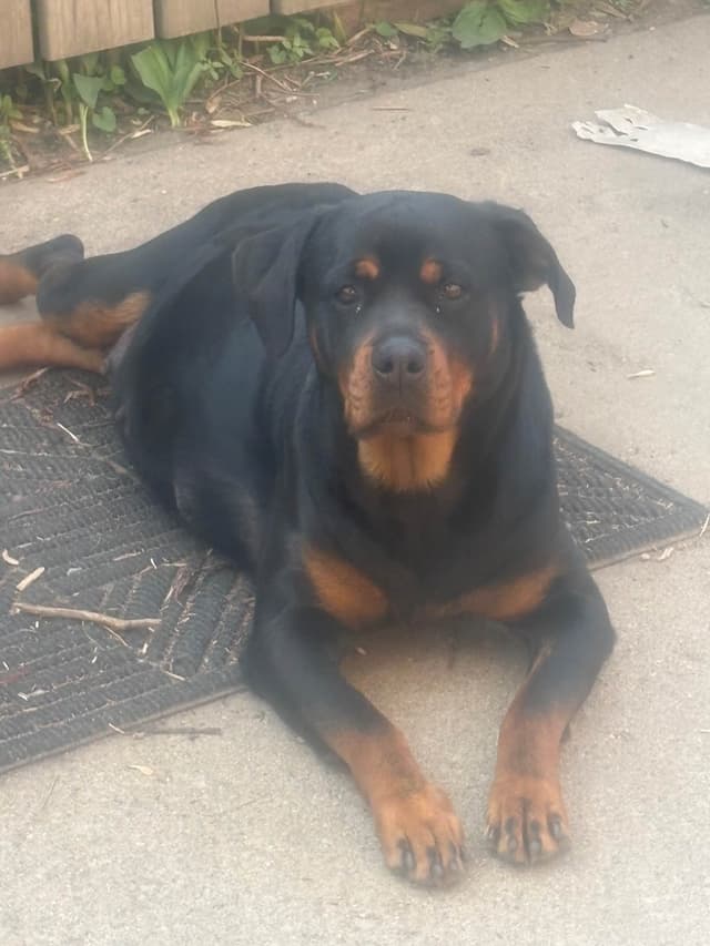 European Champion Rottweiler Puppies media 7