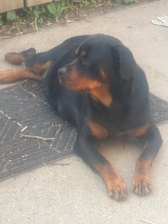 European Champion Rottweiler Puppies media 8