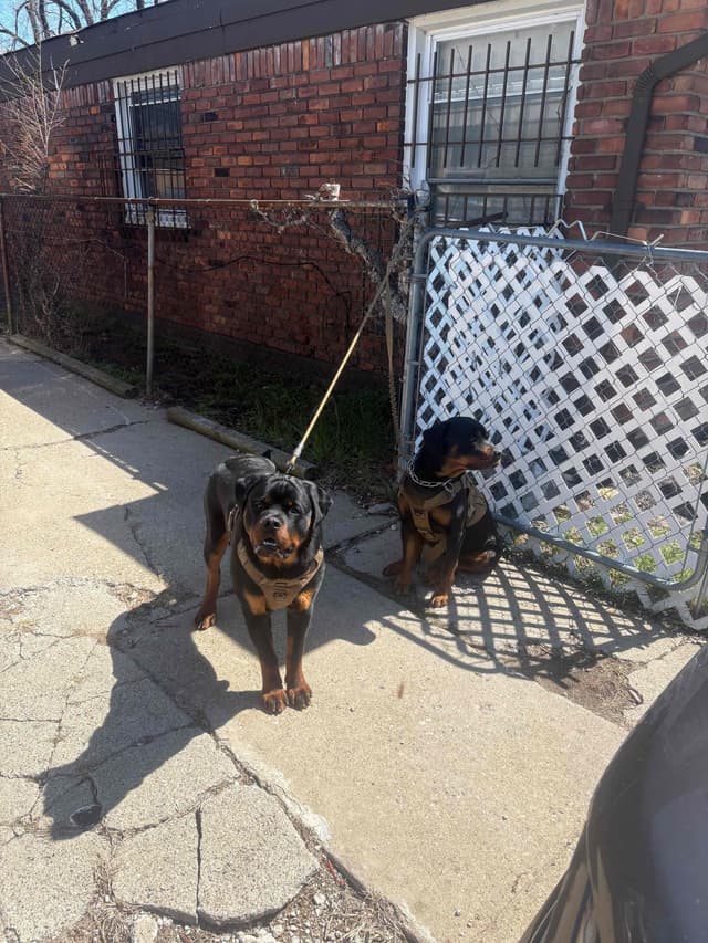 European Champion Rottweiler Puppies media 10