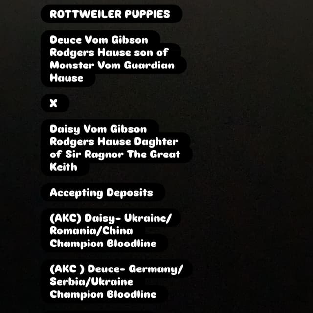 European Champion Rottweiler Puppies media 13