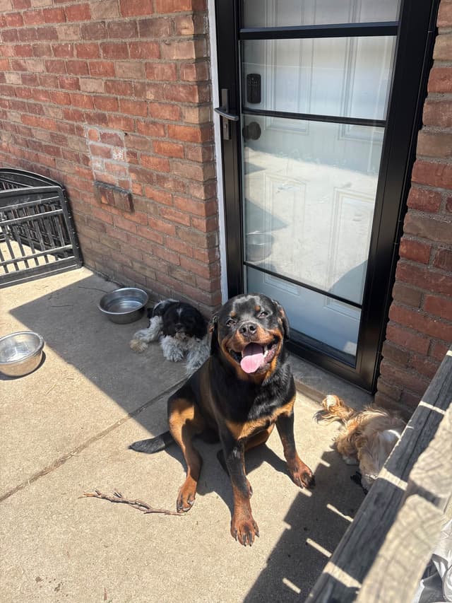 European Champion Rottweiler Puppies media 14