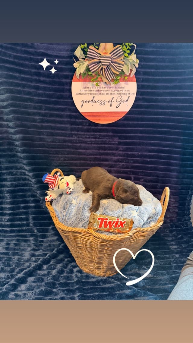 American Labrador Retriever Puppies media 7