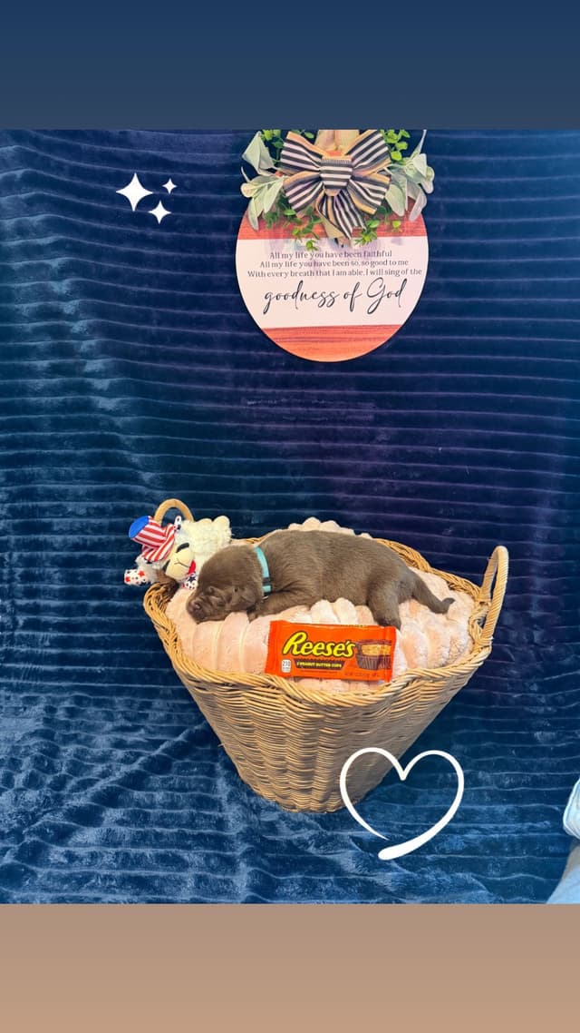 American Labrador Retriever Puppies media 9
