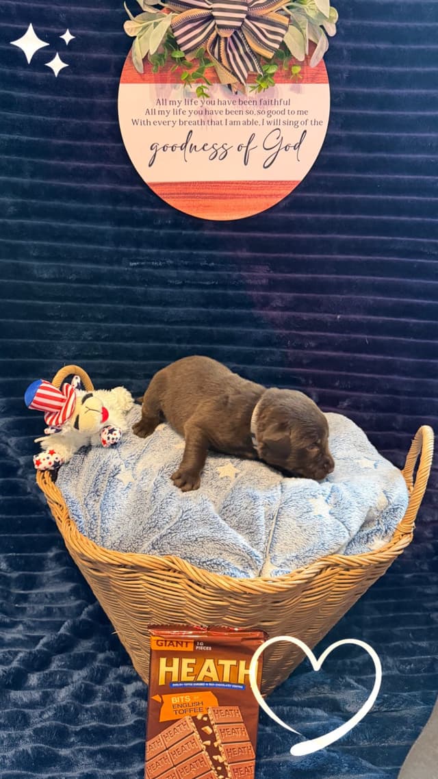 American Labrador Retriever Puppies media 8