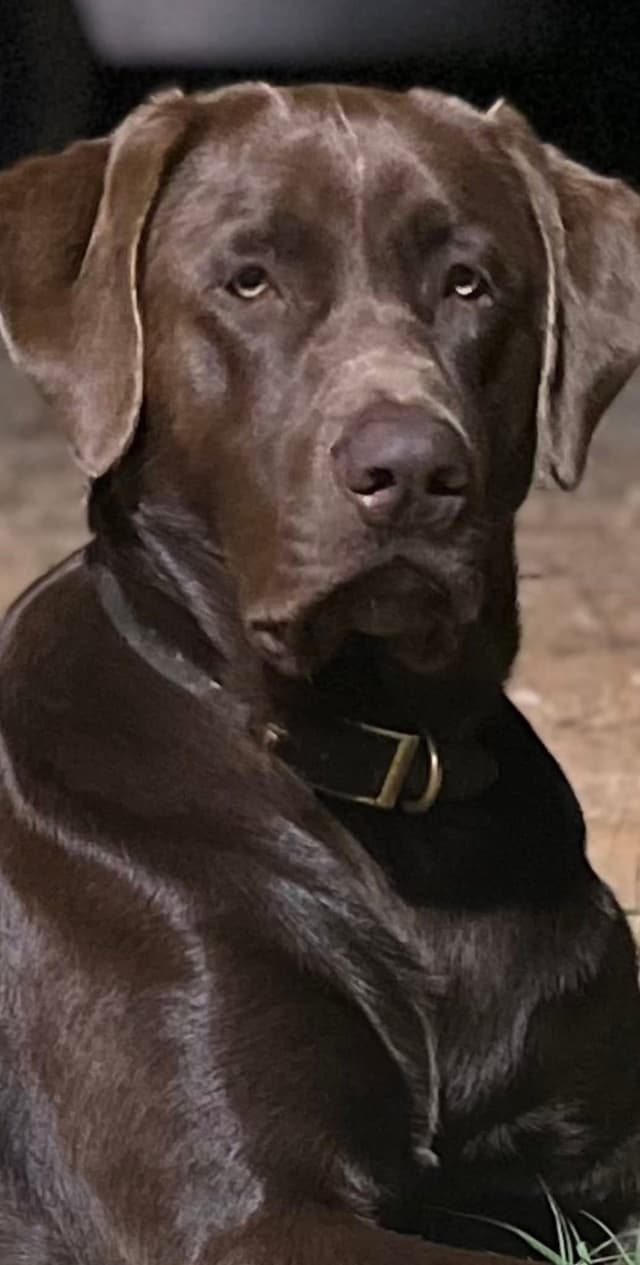 American Labrador Retriever Puppies media 10