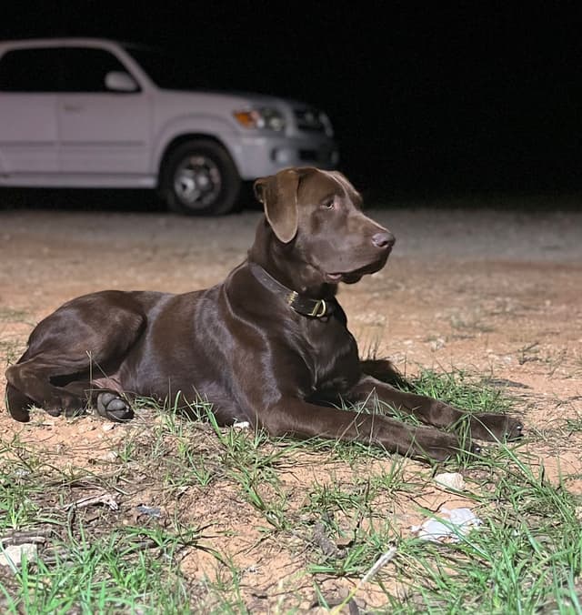 American Labrador Retriever Puppies media 12