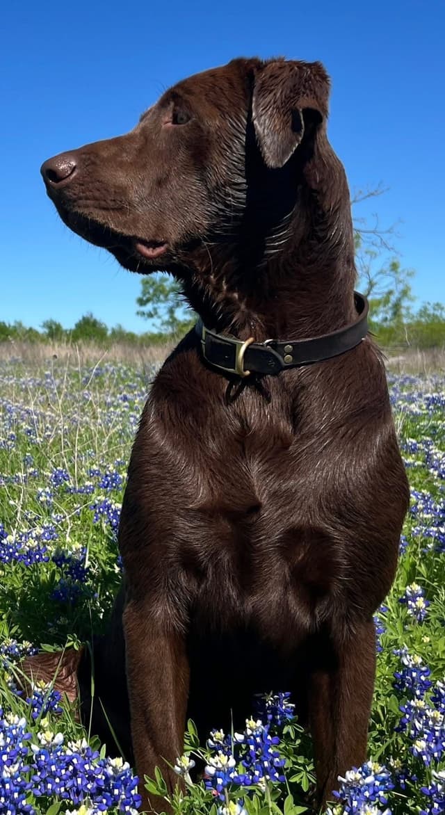 American Labrador Retriever Puppies media 13