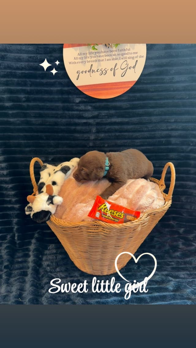 American Labrador Retriever Puppies media 17