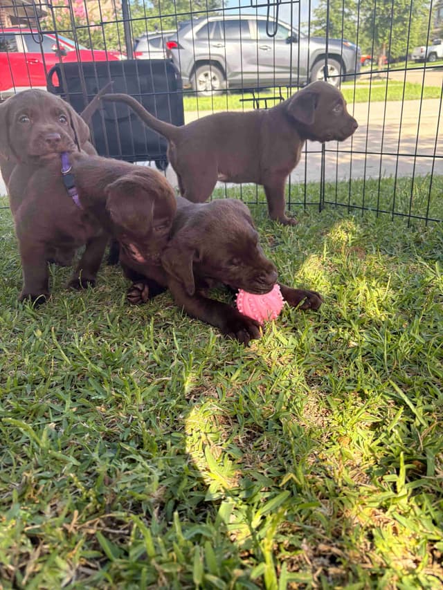 American Labrador Retriever Puppies media 6