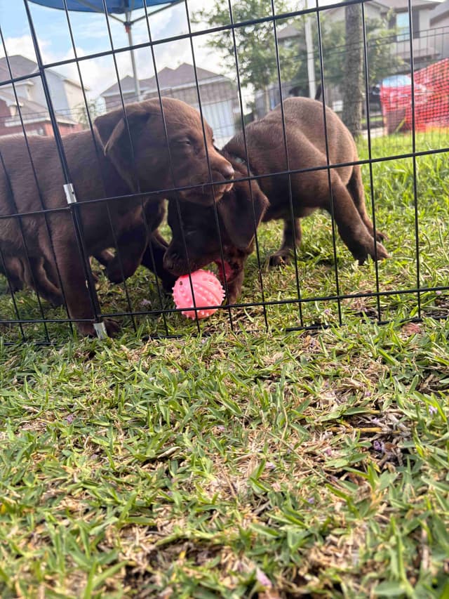 American Labrador Retriever Puppies media 21