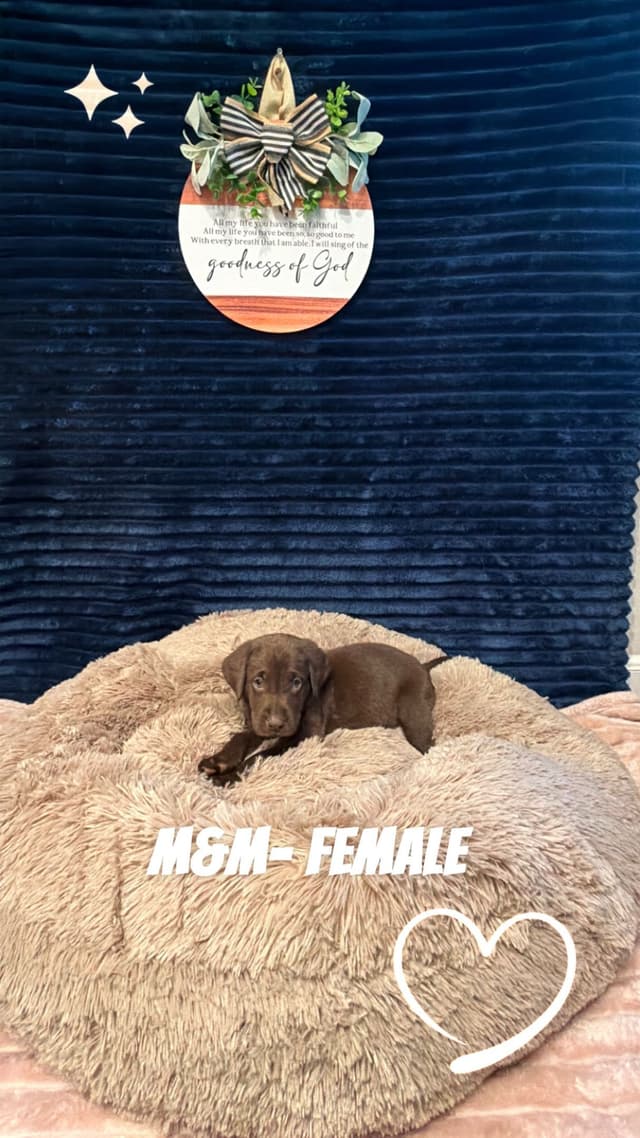 American Labrador Retriever Puppies media 22
