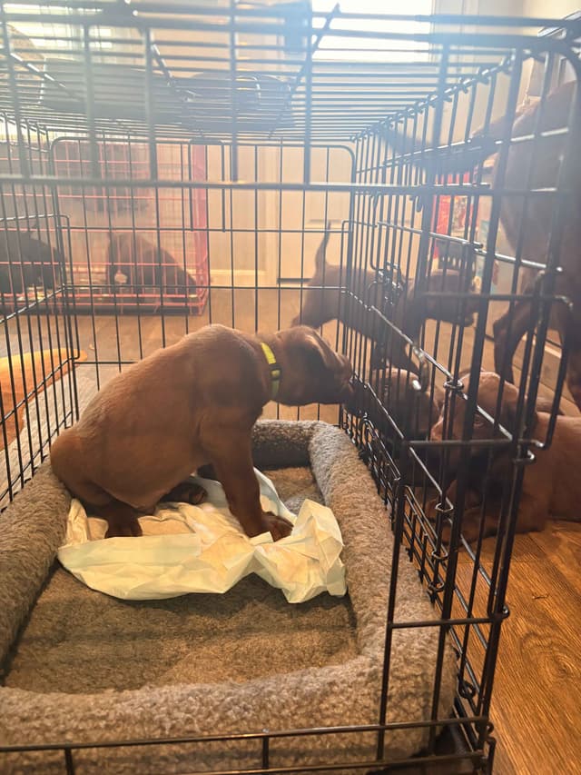 American Labrador Retriever Puppies media 23