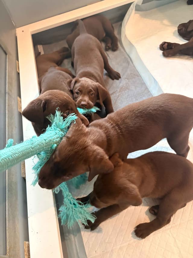 American Labrador Retriever Puppies media 24