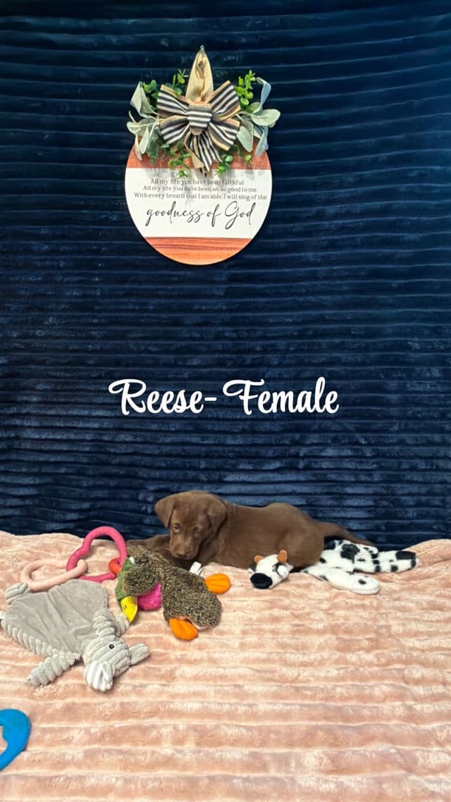 American Labrador Retriever Puppies media 25