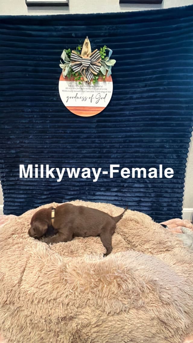 American Labrador Retriever Puppies media 26