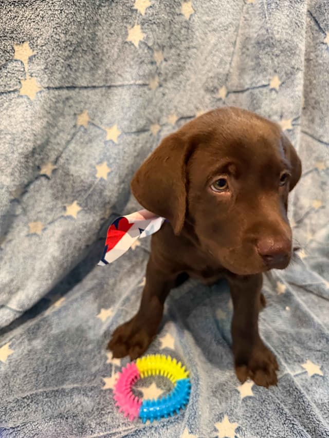 American Labrador Retriever Puppies media 4