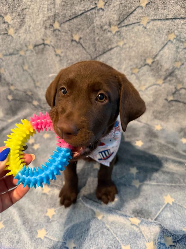 American Labrador Retriever Puppies media 5