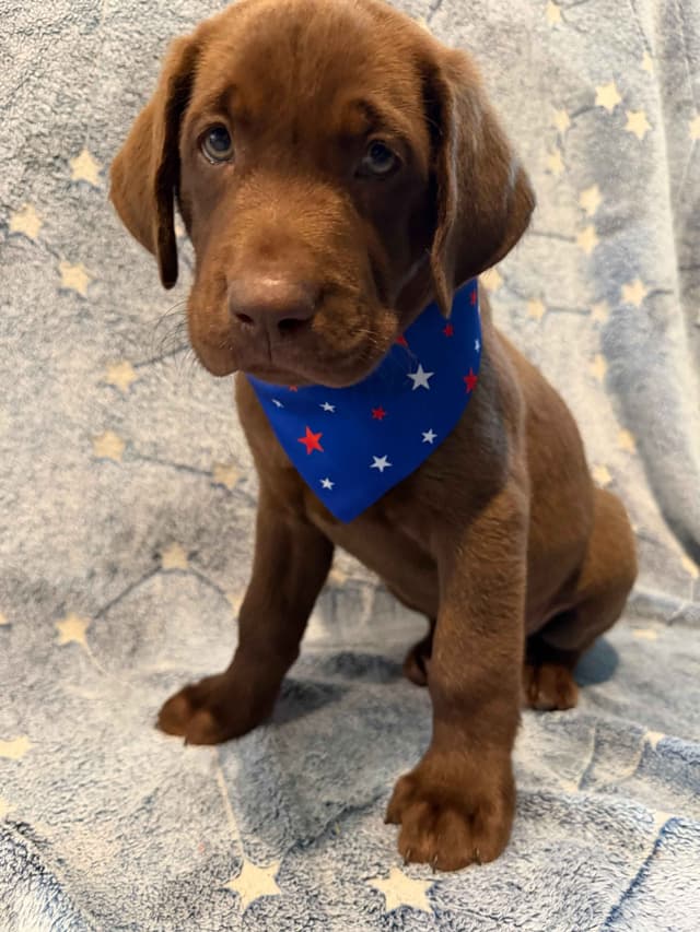 American Labrador Retriever Puppies media 27