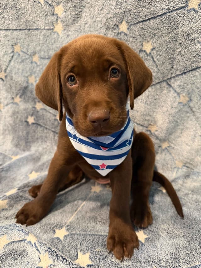American Labrador Retriever Puppies media 3