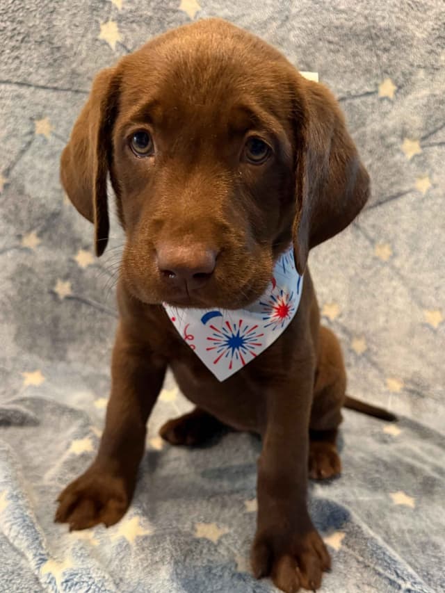 American Labrador Retriever Puppies media 2