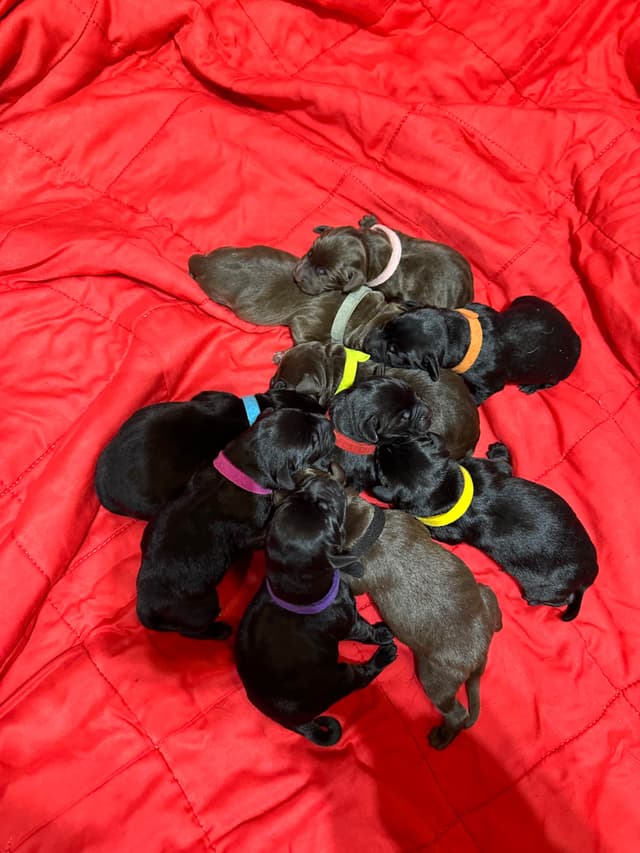 Labrador Retriever Puppies media 2