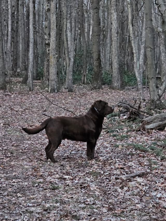 Labrador Retriever Puppies media 3