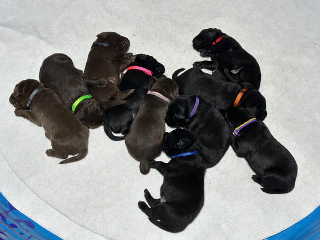 Labrador Retriever Puppies media 4