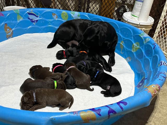 Labrador Retriever Puppies media 5
