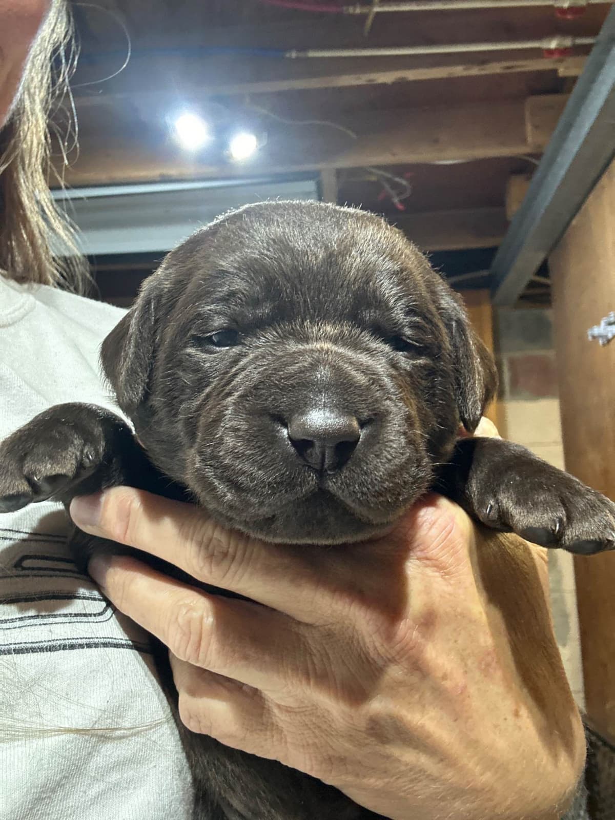 Labrador Retriever Puppies breeder image 1