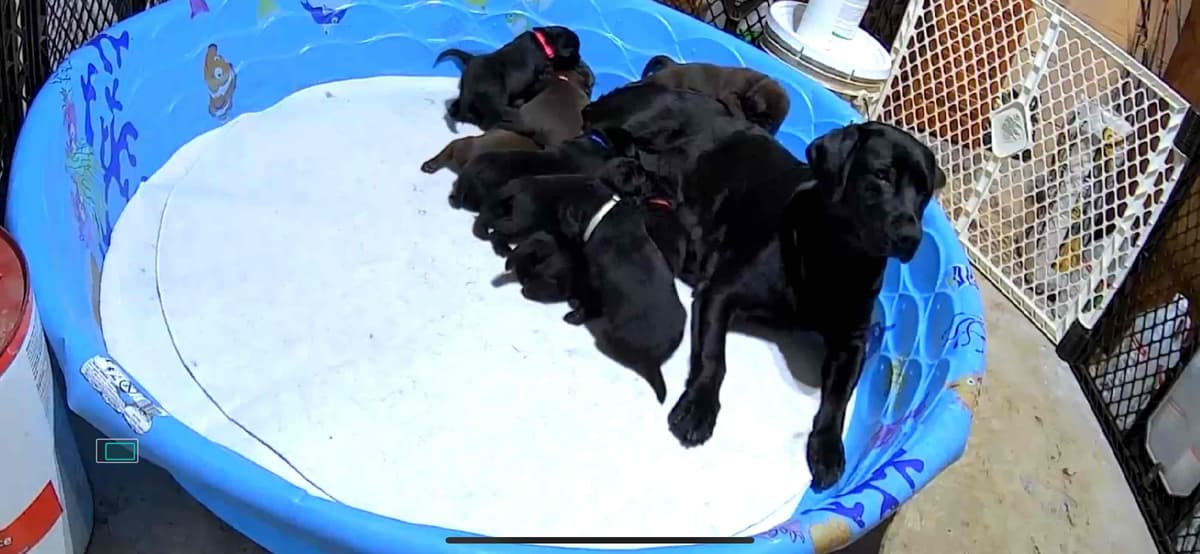 Labrador Retriever Puppies breeder image 3