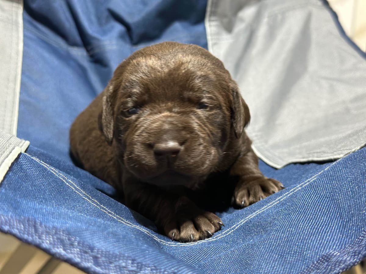 Labrador Retriever Puppies breeder image 4