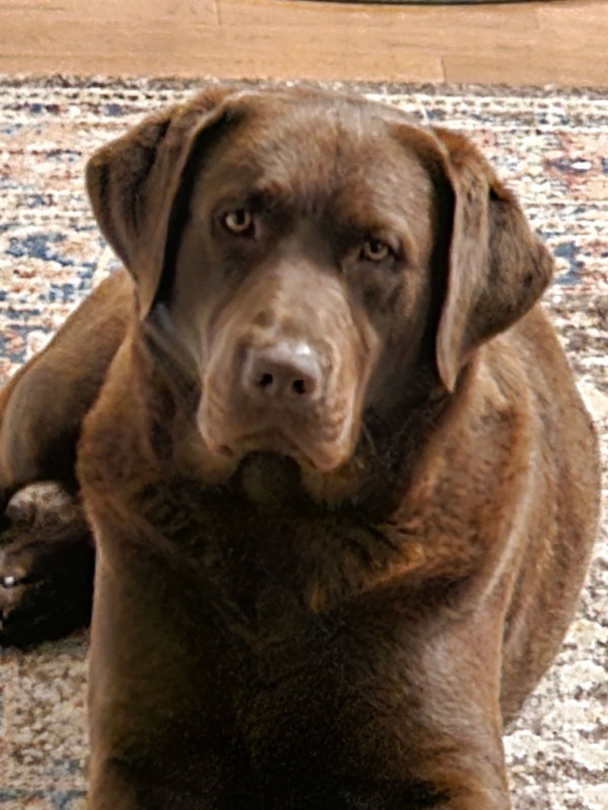 Labrador Retriever Puppies breeder image 5