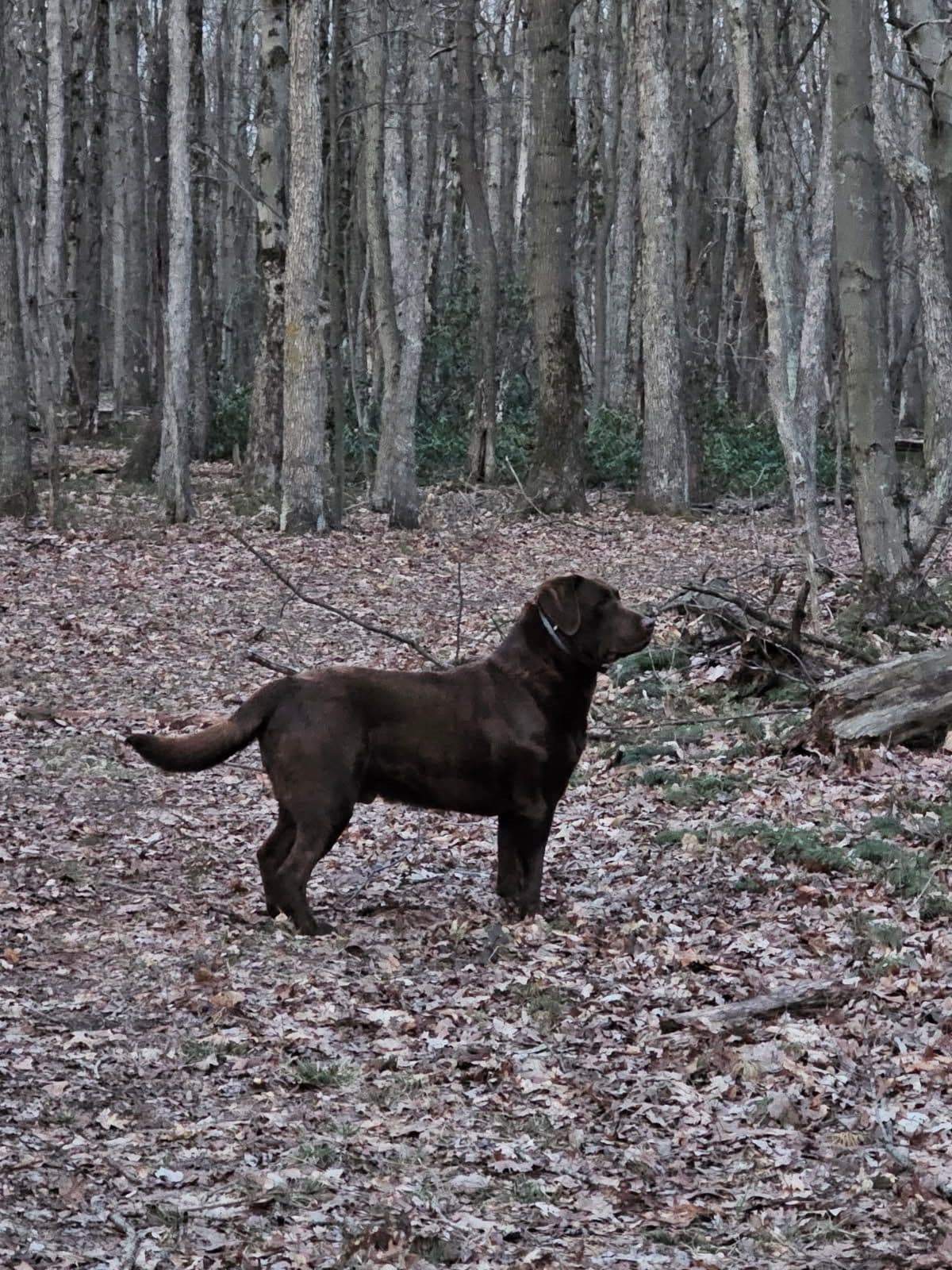 Labrador Retriever Puppies breeder image 6