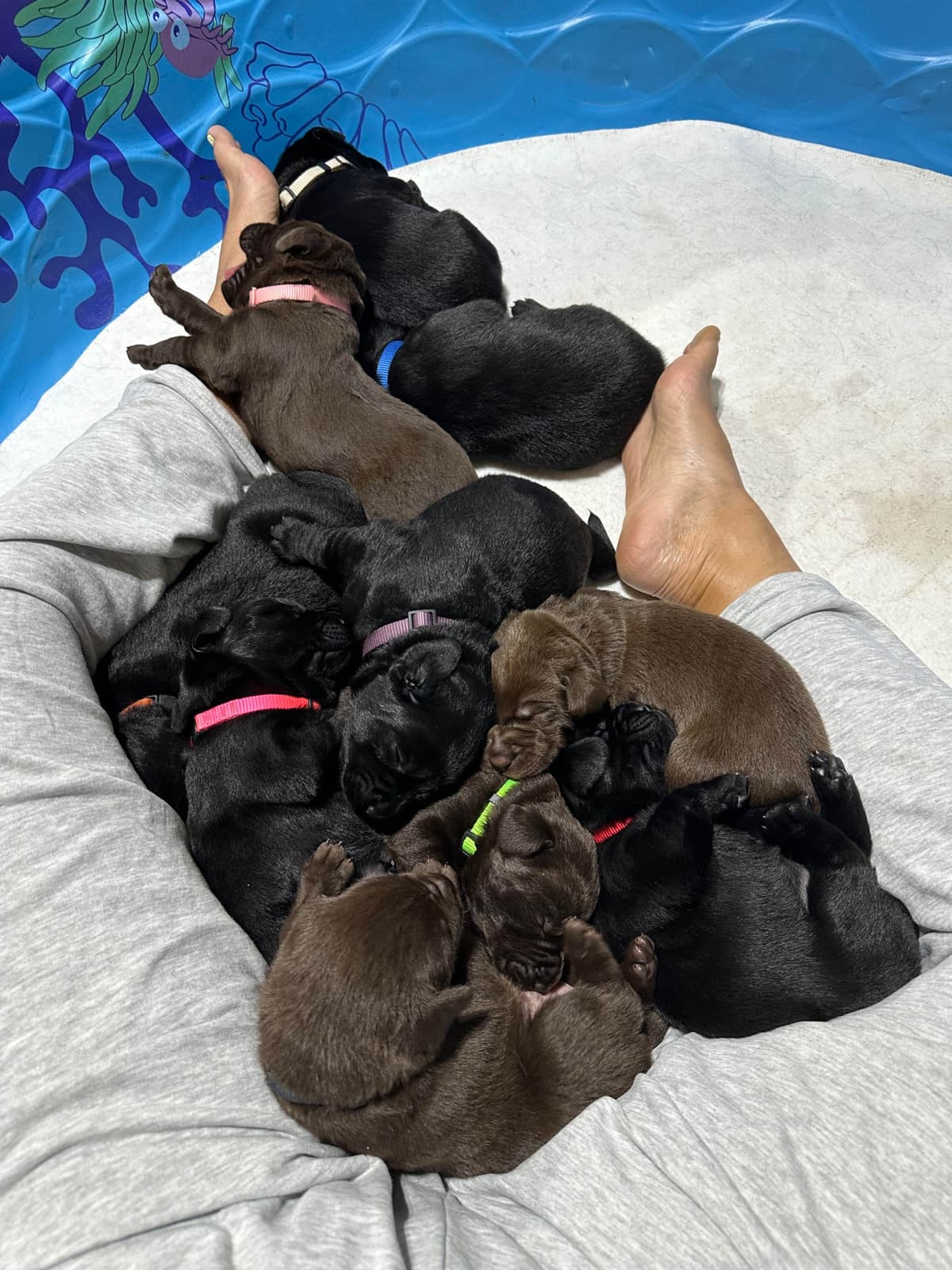 Labrador Retriever Puppies breeder image 7