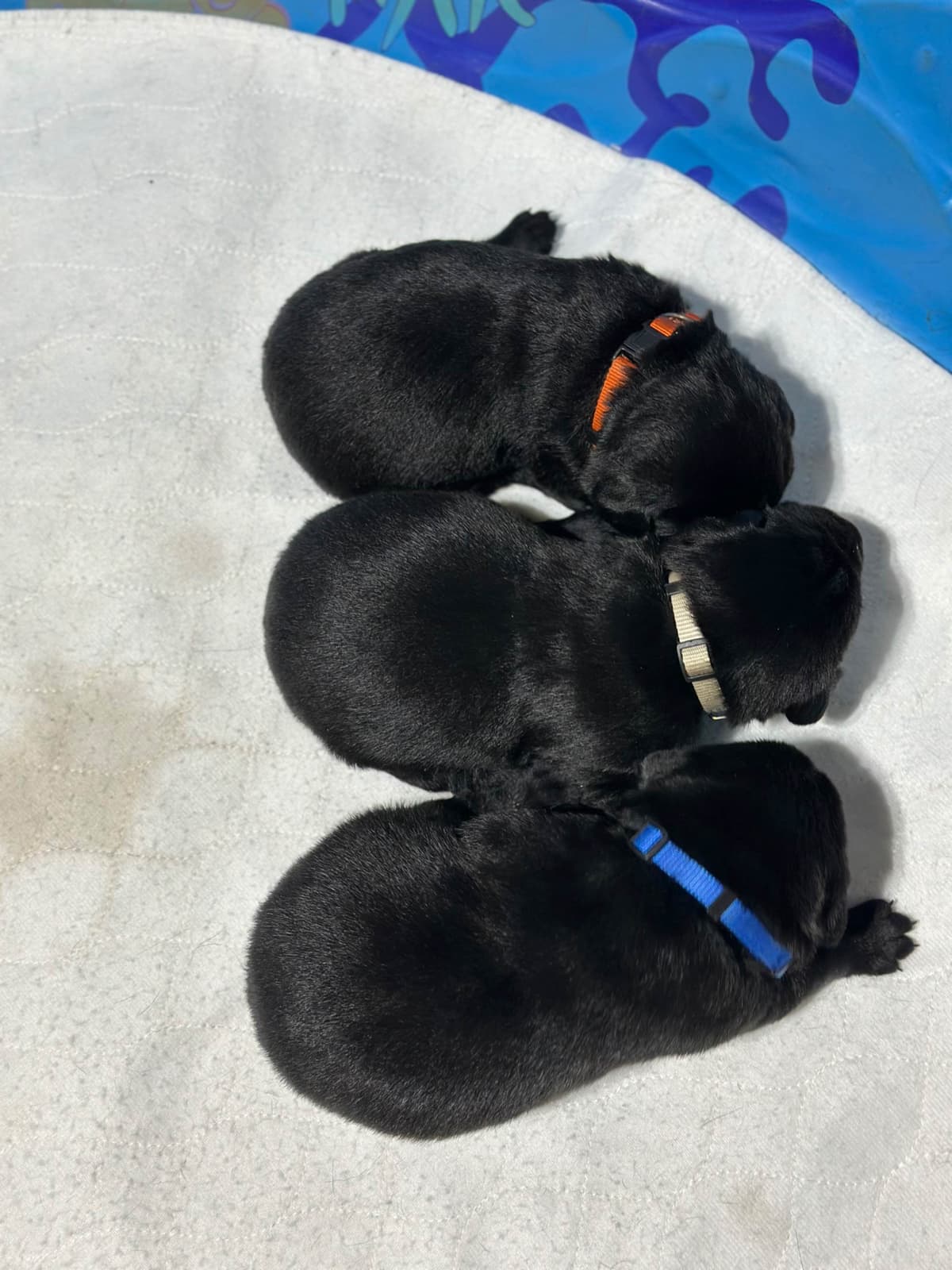 Labrador Retriever Puppies breeder image 8